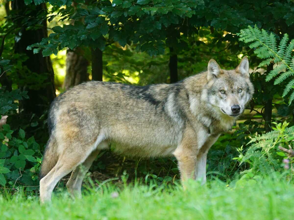 Cette incroyable capacité des loups mutants de Tchernobyl fascine la science