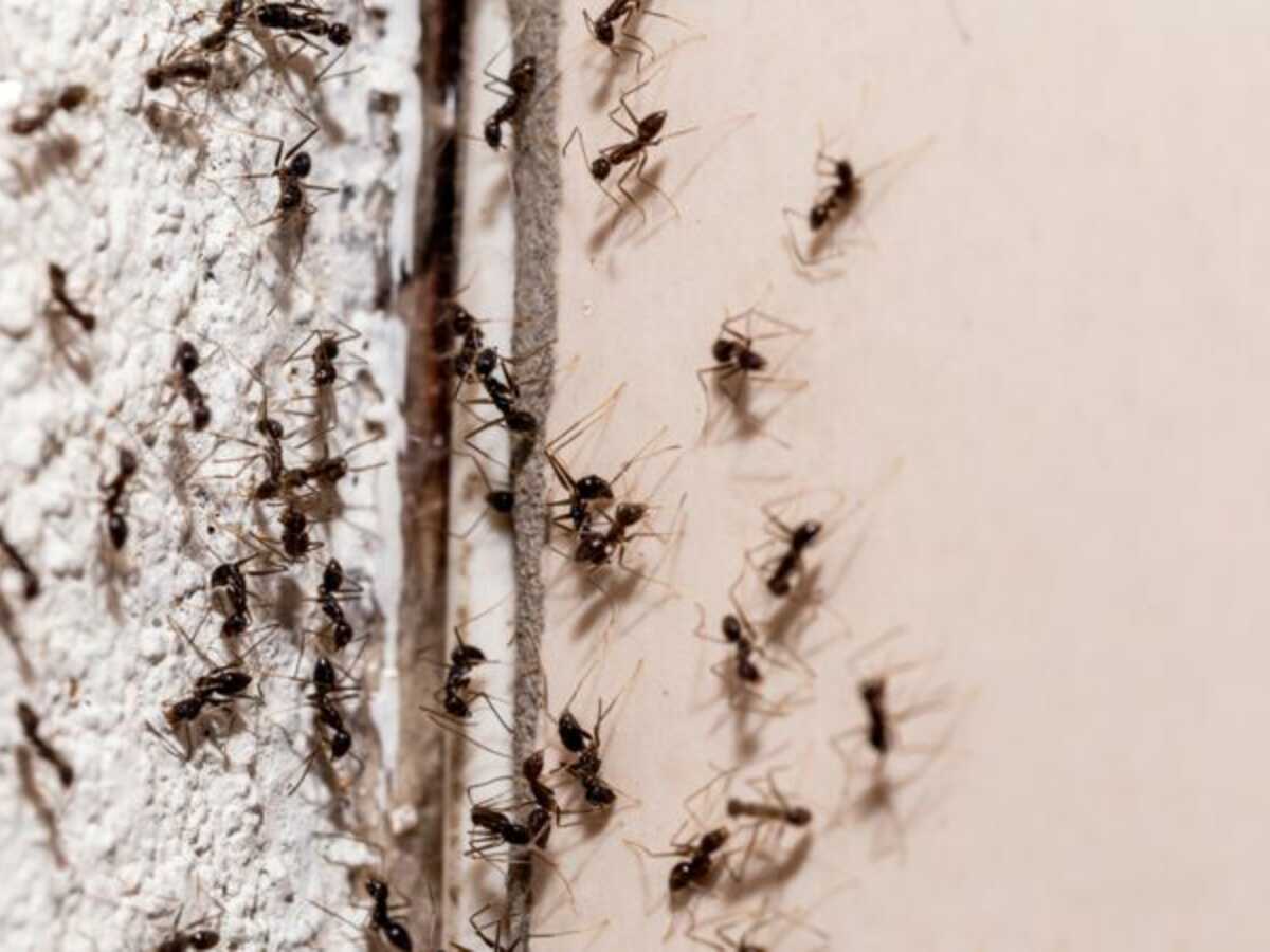 Trous dans les murs, câbles électriques déchiquetés... Pourquoi craint-on tellement la fourmi "Tapinoma magnum" ?