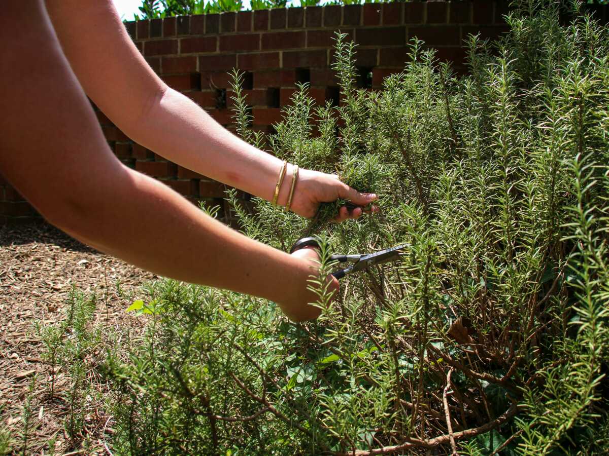 Cueillette des herbes aromatiques : comment les couper pour qu’elles repoussent ?