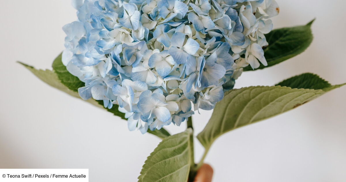 Comment Faire Une Bouture D Hortensia