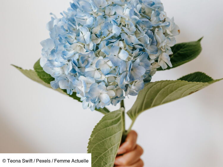 Comment faire une bouture d’hortensia ? 2 méthodes très faciles Femme Actuelle Le MAG