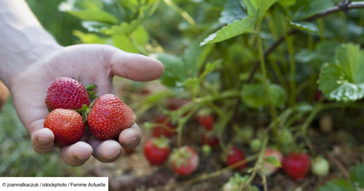 Planter Un Fraisier En Pot