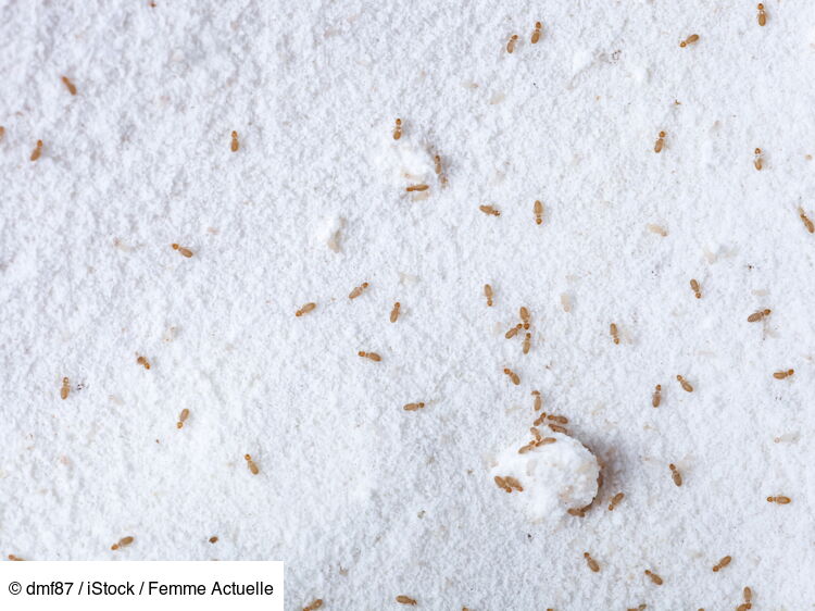 Poux du livre attention, ces insectes peuvent faire des ravages dans — free download