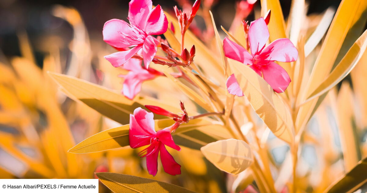Si les feuilles de votre laurierrose ont jauni, suivez ces conseils de — free download