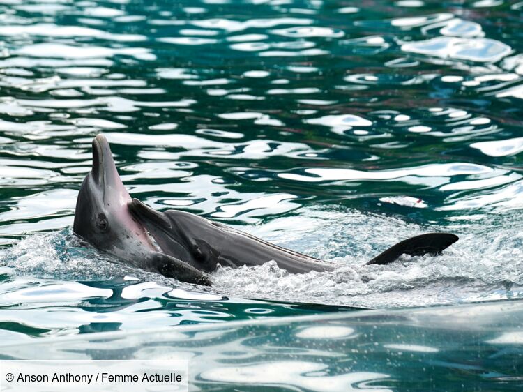 "Elle m'a regardé droit dans les yeux" : qu'est-il arrivé à Flipper le Dauphin ? Son ancien dresseur revient sur sa fin tragique