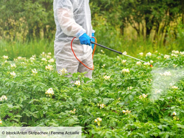Pesticides : certaines régions françaises sont plus touchées que d’autres – votre ville est-elle exposée ?