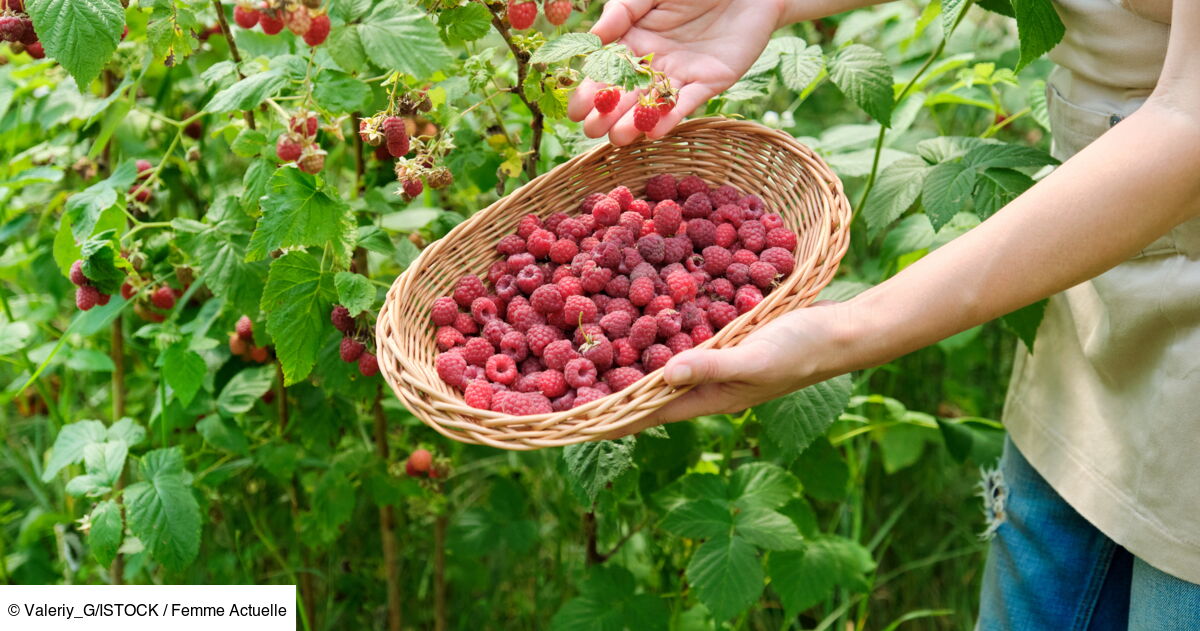 Récolter des framboises à l’infini avec un seul pied de framboisier — free download