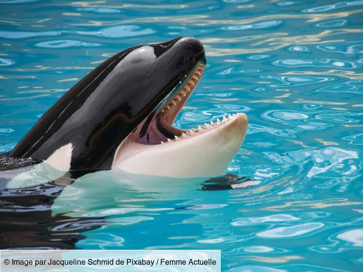 La vidéo poignante des orques et dauphins coincés dans les bassins abandonnés, cinq mois après la fermeture de Marineland à Antibes