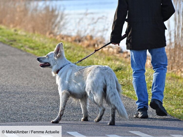 Vols de chiens : un chiot dérobé à son propriétaire en pleine rue par trois individus armés à Lyon