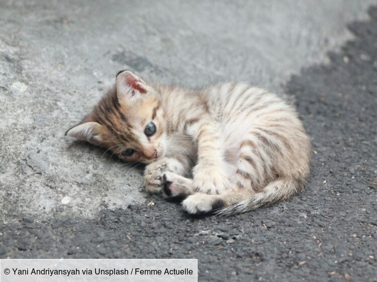 “Il est très coriace” : un chaton retrouvé sain et sauf après avoir parcouru 400 km coincé sous une voiture