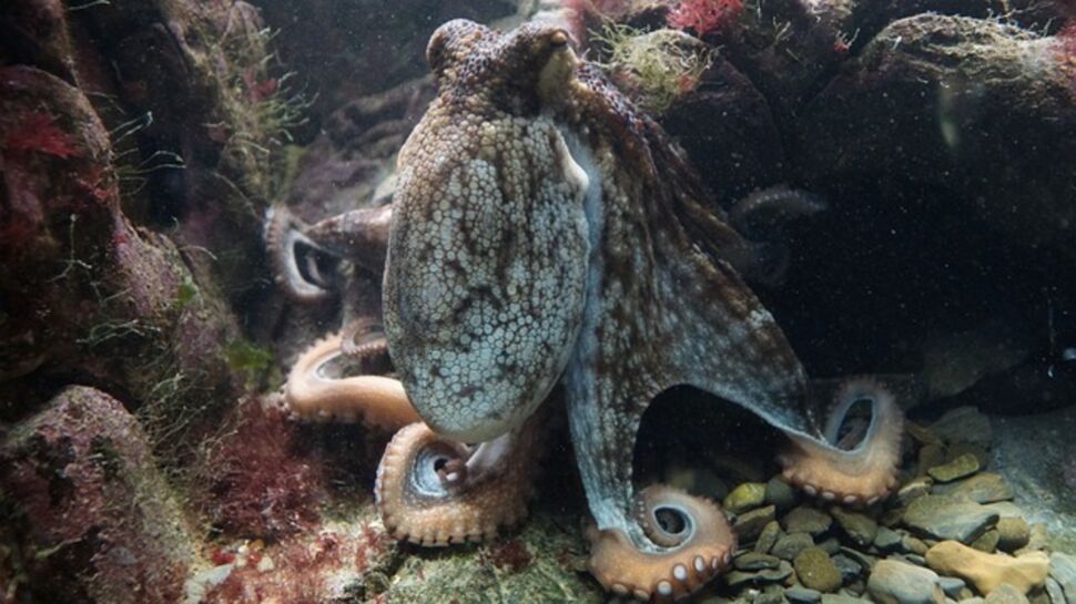 La pieuvre : un animal marin qui possède 9 cerveaux et 3 cœurs !