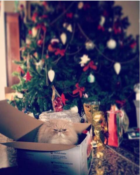 Le "grumpy cat" de Noël 