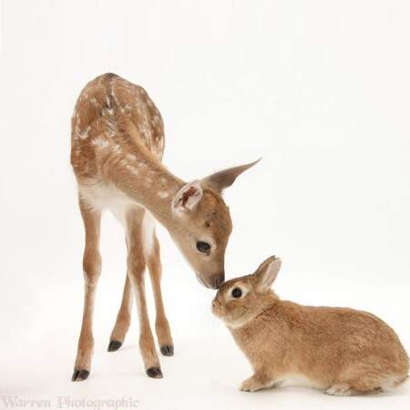 Bambi et Panpan feraient-ils partie de la même famille ?