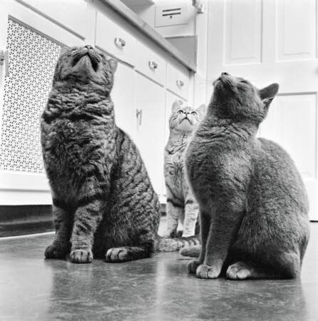 Deux chats passionnés par le déclic d'un ouvre-boîte