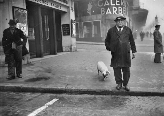 Cochon dans la rue, décembre 1941.