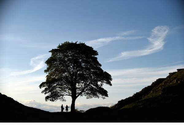 Angleterre : le sycomore, l'arbre le plus photographié de l'ensemble du parc national de Northumberland