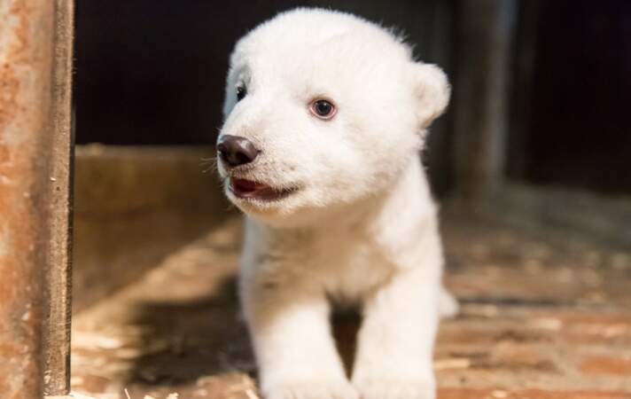 Cet adorable petit ours polaire n'attend plus qu'un prénom !