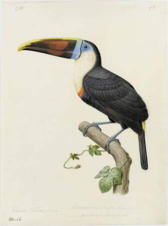 Le Toucan de Cuvier vole surtout dans la forêt amazonienne