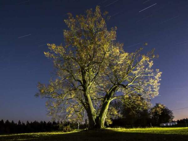 République Tchèque : le Tilleul de Lipka, l'arbre de l'amour éternel