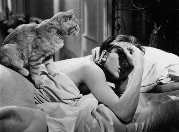 Qu'il s'agisse de leur propre chat ou de "chacteurs", elles se montrent souvent avec des félins !   Audrey Hepburn 
