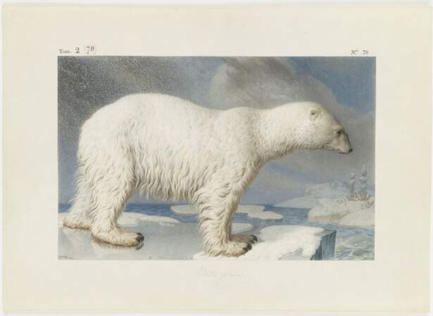 Un ours polaire sur un bout de banquise
