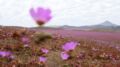  Plus de 200 espèces de fleurs tapissent une grande partie des 100 000 km² du désert