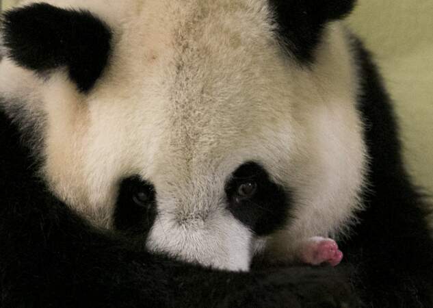 Le bébé panda, Yuan Meng, à la naissance