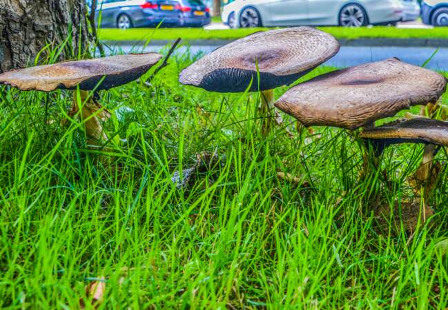 Evitez les lieux pollués pour votre cueillette de champignons sauvages 