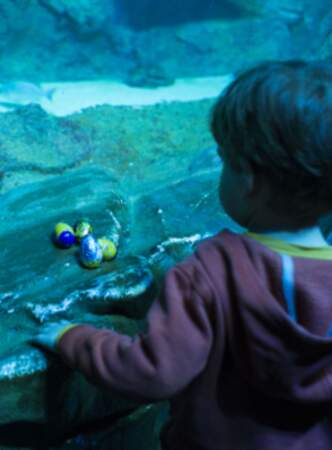 Aquarium de Paris : chasse aux oeufs marine