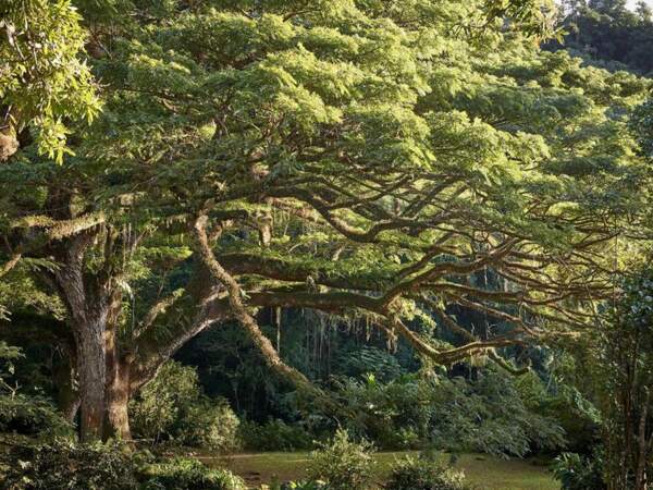 France : le zamana du parc de l’Habitation Céron, un arbre protecteur qui brave les éléments