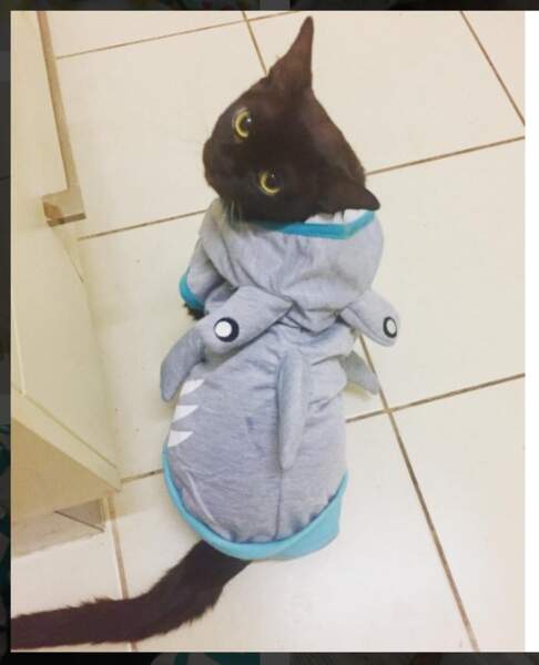 Requin chat