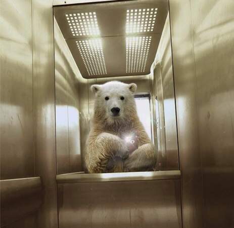 L'ours blanc dans l'ascenseur