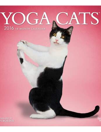 Les postures de yoga, trop « chacile » !