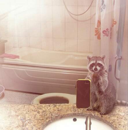 Le raton laveur toujours dans la salle de bains