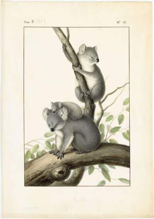 Ne sont-ils pas mignons, ces koalas ?