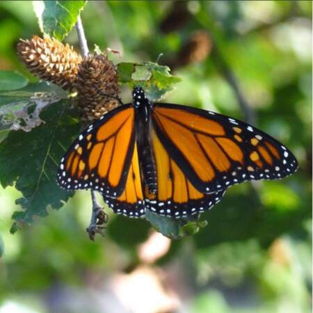Les papillons monarques ont aussi été classés en voie de disparition