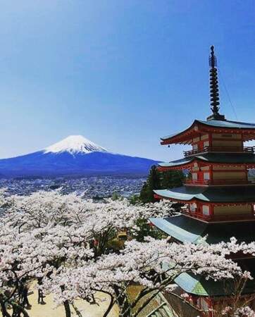 Le mont Fuji et les cerisiers, deux symboles du Japon sur un même cliché