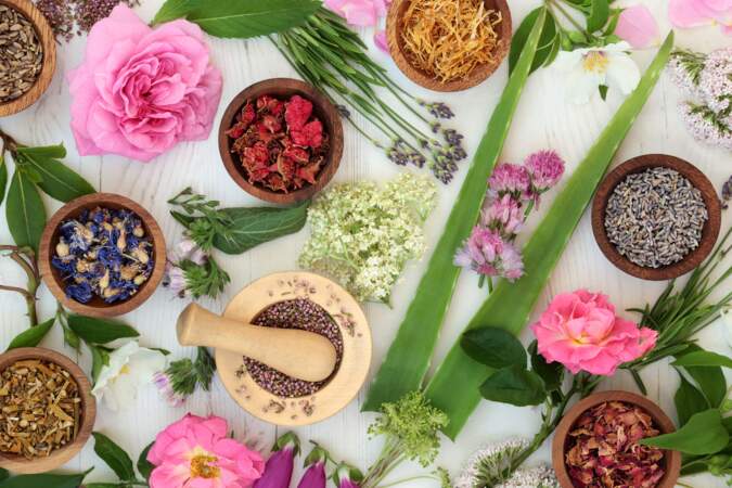 Le rituel médiéval : les remèdes à base de plantes