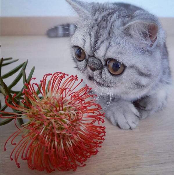 Ce Chat A Vraiment Un Regard A Tomber Femme Actuelle