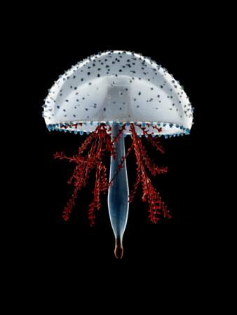 La méduse aux branches rouges de Leopold & Rudolf Blaschk, photographiée par Guido Mocafico