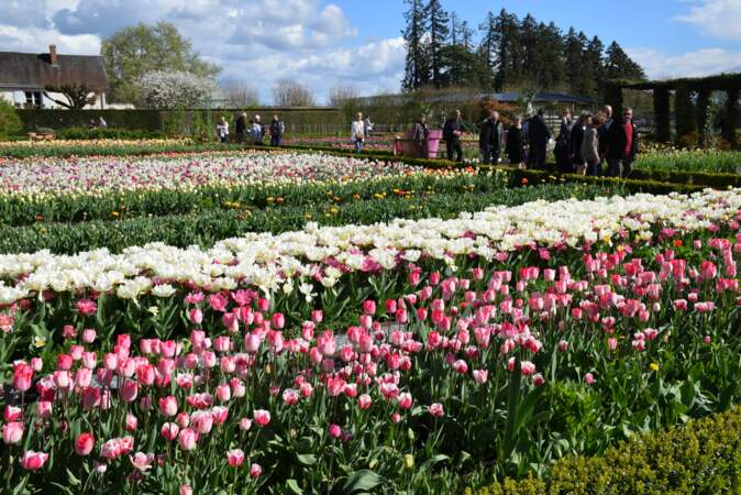 On assiste chaque année la floraison de plus de… 200 000 tulipes !