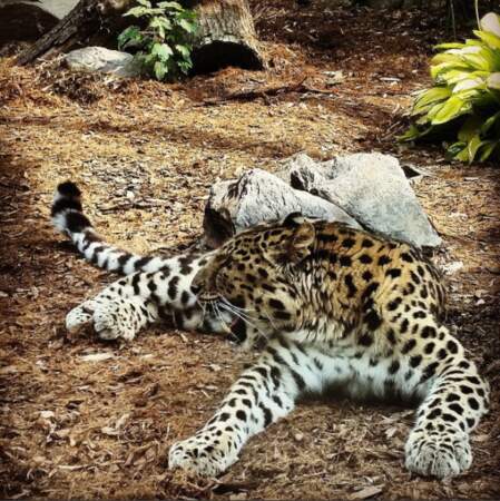 Un léopard en mal d'amour ?