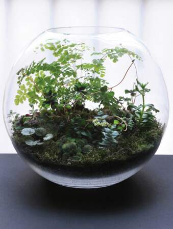 Un terrarium dans un bocal rond