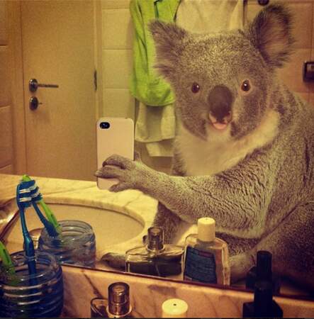 Le koala dans la salle de bains