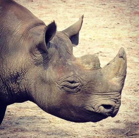 On estime que deux rhinocéros meurent chaque jour