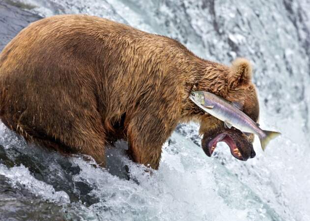 Atterrissage de poisson raté pour cet ours qui se réjouissait déjà de le manger 