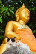 Chat en Thaïlande les nouveaux gardiens du temple