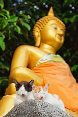 Chat en Thaïlande les nouveaux gardiens du temple
