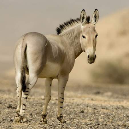 L'âne sauvage braira-t-il encore longtemps en Afrique ? 