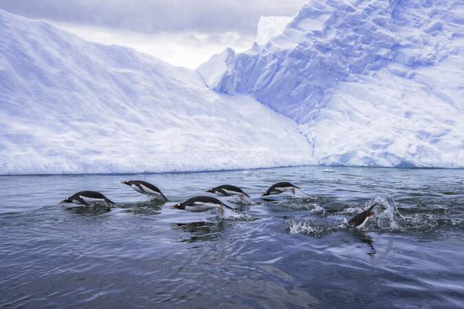Des manchots papous dans les eaux gelées de l'Antarctique